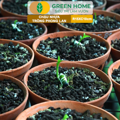 Chậu Trồng Lan Greenhome, R15xC10cm, Nhựa Màu Gốm, Bền, Đẹp, Chống Rơi Vỡ, Thoáng Rễ, Giá Thành Tốt