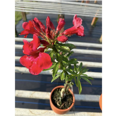 Hạt giống hoa sứ đỏ Taiwan nhiều hoa - Bịch 10 hạt – Mã số 2086