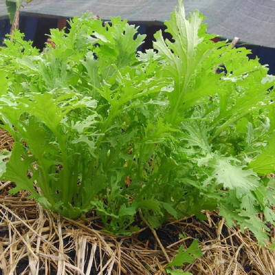 Hạt giống rau cải rocket cao sản CT341 - Gói 20gram