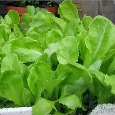 Hạt giống xà lách ăn non baby VTP119