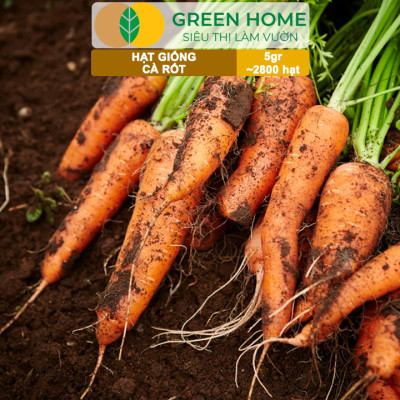 Hạt Giống Cà Rốt GreenHome, Gói 5g~2800 hạt, Dễ Trồng Quanh Năm, Củ To, Dài, Sinh Trưởng Khỏe T40
