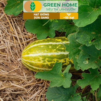 Hạt Giống Dưa Gang GreenHome, Gói 1gr~50 hạt, Dễ Trồng Quanh Năm, Nảy Mầm Cao, Thu Hoạch Nhanh, T04