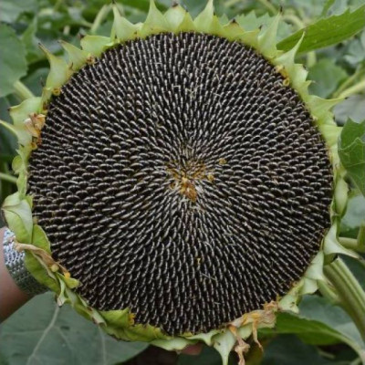 Hạt hướng dương Martin rang muối 100g