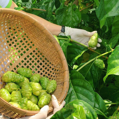 Combo 6 chai Nước cốt trái nhàu SK Noni Juice Premium 750ml