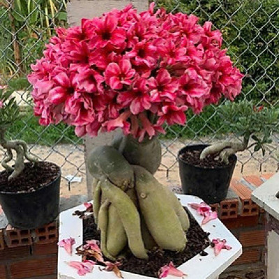 Hạt giống hoa sứ kép Thái Lan - Bịch 10 hạt – Mã số 1963