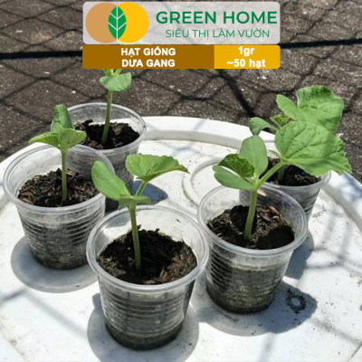 Hạt Giống Dưa Gang GreenHome, Gói 1gr~50 hạt, Dễ Trồng Quanh Năm, Nảy Mầm Cao, Thu Hoạch Nhanh, T04
