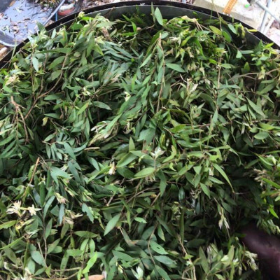 Tinh dầu Tràm Huế (Tràm Gió) 50ml xuất khẩu thị trường Mỹ, nguyên chất từ  thiên nhiên, An Toàn Cho Bé, Xông Phòng, Khử Mùi, Kháng Khuẩn, Đuổi Muỗi, Giải Cảm - KingOil