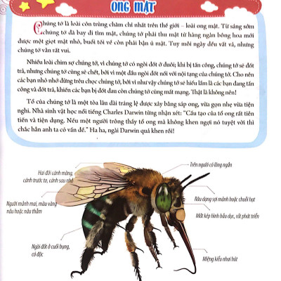 Bách Khoa Động Vật Dành Cho Trẻ Nhỏ - Côn Trùng