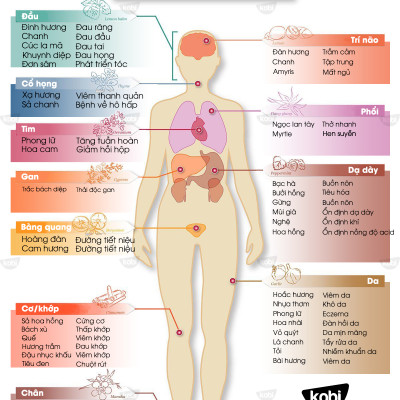 Tinh Dầu Phong Lữ Kobi Dùng Xông Phòng Giúp Giảm Stress, Chống Viêm Nhiễm -5ml