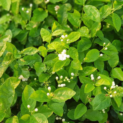 Tinh dầu hoa Lài (nhài) 100ml Mộc Mây - tinh dầu nguyên chất 100% từ thiên nhiên - chất lượng và mùi hương vượt trội