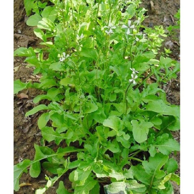 Hạt giống rau cải rocket cao sản CT341 - Gói 20gram