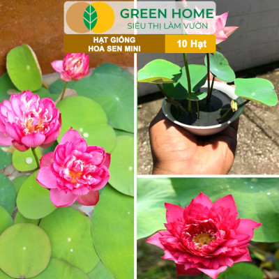 Hạt Giống Hoa Sen Mini GreenHome,  Gói 10 Hạt, Nhiều Màu, Dễ Trồng, Dễ Chăm, Nảy Mầm Tốt H01