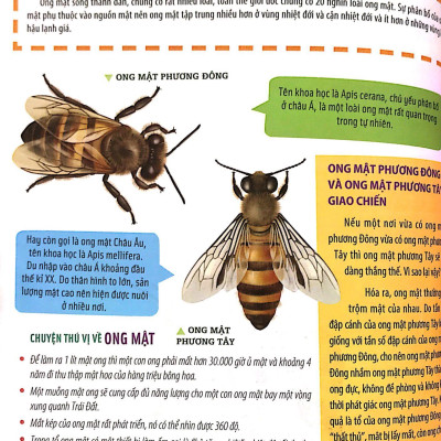 Bách Khoa Động Vật Dành Cho Trẻ Nhỏ - Côn Trùng