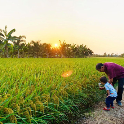 Combo 5 hộp Gạo Hữu Cơ Hoa Nắng - Vàng Lúa Chín 2kg