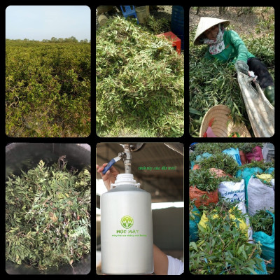 Tinh dầu Tràm gió Organic hữu cơ Mộc Mây - tinh dầu thiên nhiên nguyên chất 100% - dùng xông tắm ngừa cảm lạnh, giảm côn trùng cắn đốt cho Bé, Trẻ sơ sinh và Trẻ nhỏ | An toàn cho làn da nhạy cảm của Bé