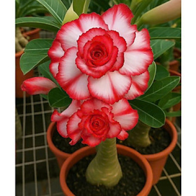 Hạt giống hoa sứ kép Thái Lan - Bịch 10 hạt – Mã số 1970