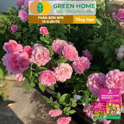 Phân NPK 15-5-20 Greenhome, Minro, Bao 1Kg, Kích Ra Hoa, Tăng Đậu Trái Trên Kiểng, Cây Ăn Trái, Củ
