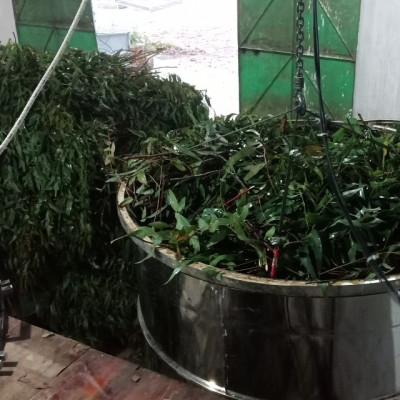 Tinh dầu Tràm Organic hữu cơ 100ml Mộc Mây - tinh dầu thiên nhiên nguyên chất 100% - dùng xông tắm ngừa cảm lạnh, giảm côn trùng cắn đốt cho Bé, Trẻ sơ sinh và Trẻ nhỏ | An toàn cho làn da nhạy cảm của Bé