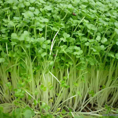 Gói 50g Hạt giống rau mầm cải ngọt VTS045