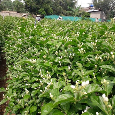 Tinh dầu hoa Lài (nhài) 50ml Mộc Mây - nguyên chất 100% từ thiên nhiên - chất lượng và mùi hương vượt trội