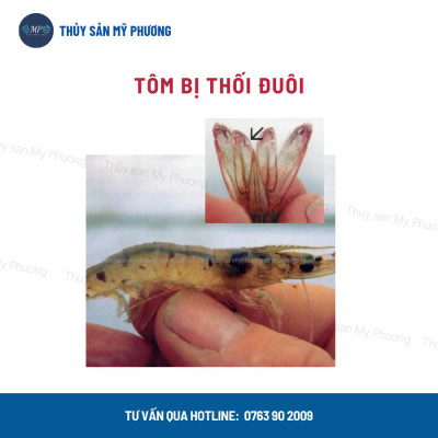 Hạ phèn hấp thụ kim loại nặng clo giải độc đáy ao Thioedtaeff chống sốc thả giống sạch mang tôm thẻ cá lươn ếch ốc baba