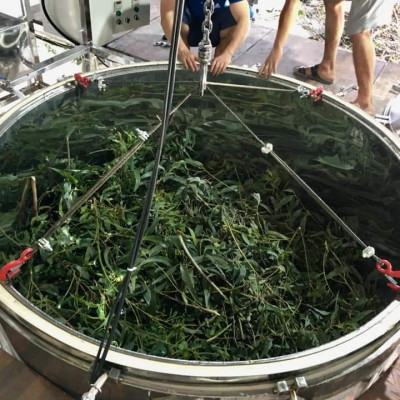 Tinh dầu Tràm gió Organic hữu cơ Mộc Mây - tinh dầu thiên nhiên nguyên chất 100% - dùng xông tắm ngừa cảm lạnh, giảm côn trùng cắn đốt cho Bé, Trẻ sơ sinh và Trẻ nhỏ | An toàn cho làn da nhạy cảm của Bé