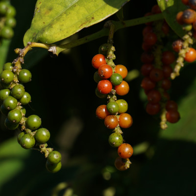 Tiêu Sọ Xay Farmers