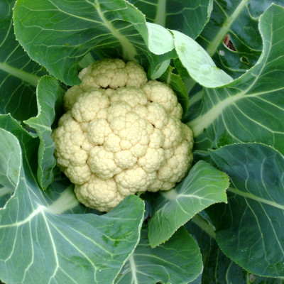 Hạt giống súp lơ trắng F1 - bông cải trắng Nhật Bản bông to đều VTS127