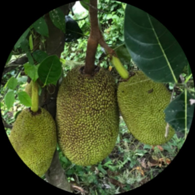 Mít Sấy Chân Không (Jackfruit Chips), Giòn Xốp Tự Nhiên – BAVIFOOD, Khối Lượng:  1 kg (thùng = 10 gói x 100 grs/gói) – Premium